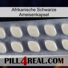 Africa Black Ant Capsule 08